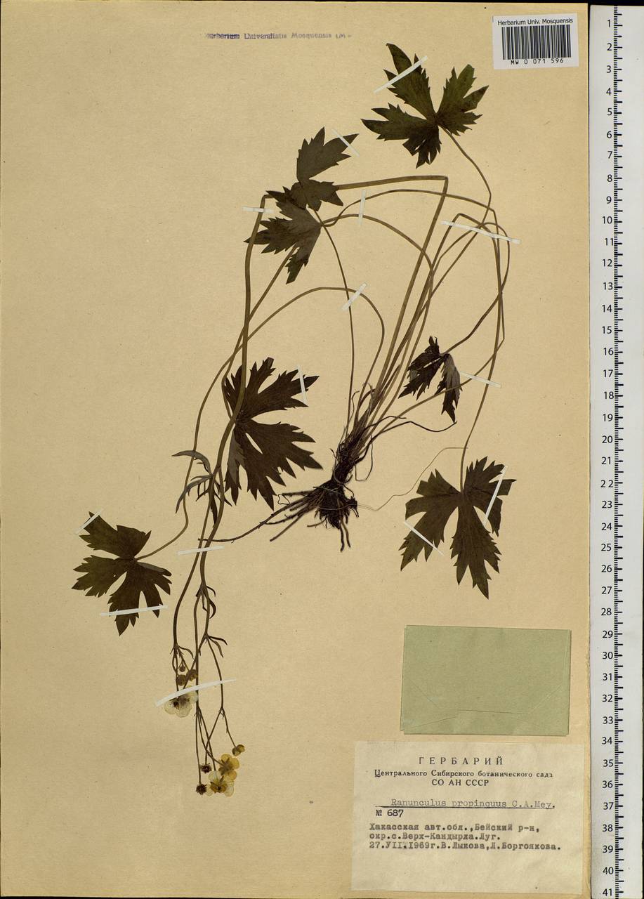 Ranunculus propinquus, Siberia, Altai & Sayany Mountains (S2) (Russia)