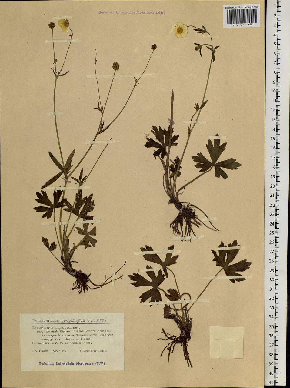 Ranunculus propinquus, Siberia, Altai & Sayany Mountains (S2) (Russia)