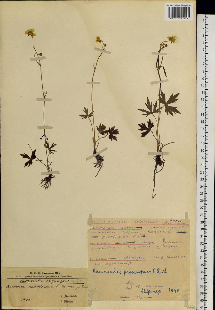 Ranunculus propinquus C. A. Mey., Siberia, Altai & Sayany Mountains (S2) (Russia)