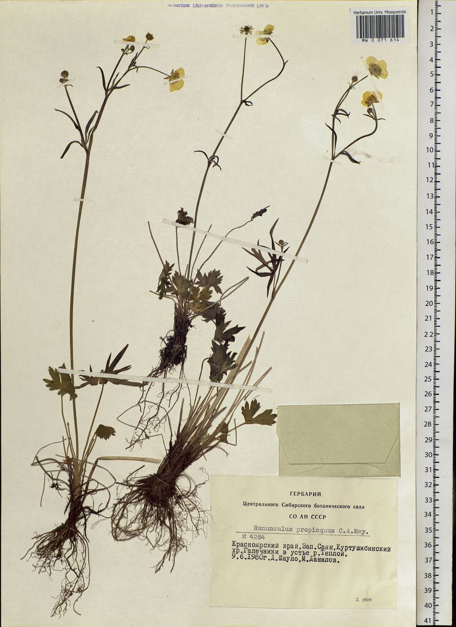 Ranunculus propinquus, Siberia, Altai & Sayany Mountains (S2) (Russia)