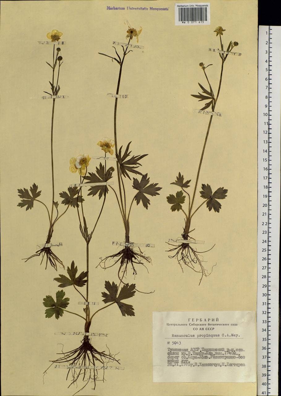 Ranunculus propinquus C. A. Mey., Siberia, Altai & Sayany Mountains (S2) (Russia)