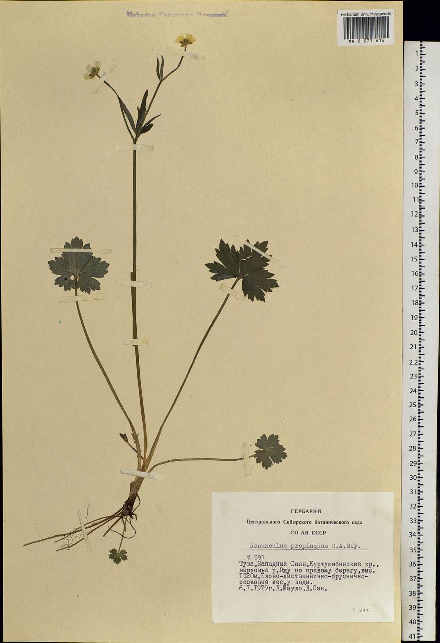 Ranunculus propinquus, Siberia, Altai & Sayany Mountains (S2) (Russia)