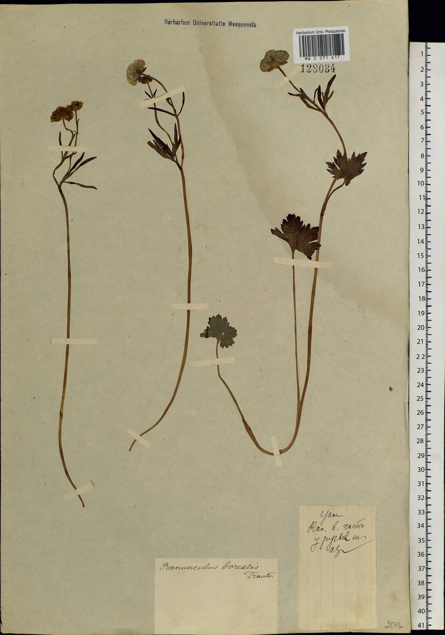 Ranunculus propinquus C. A. Mey., Siberia, Altai & Sayany Mountains (S2) (Russia)