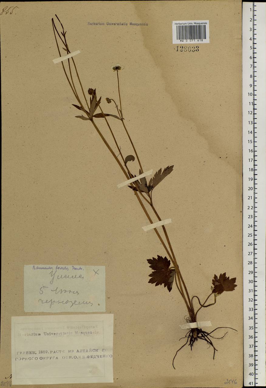 Ranunculus propinquus C. A. Mey., Siberia, Altai & Sayany Mountains (S2) (Russia)