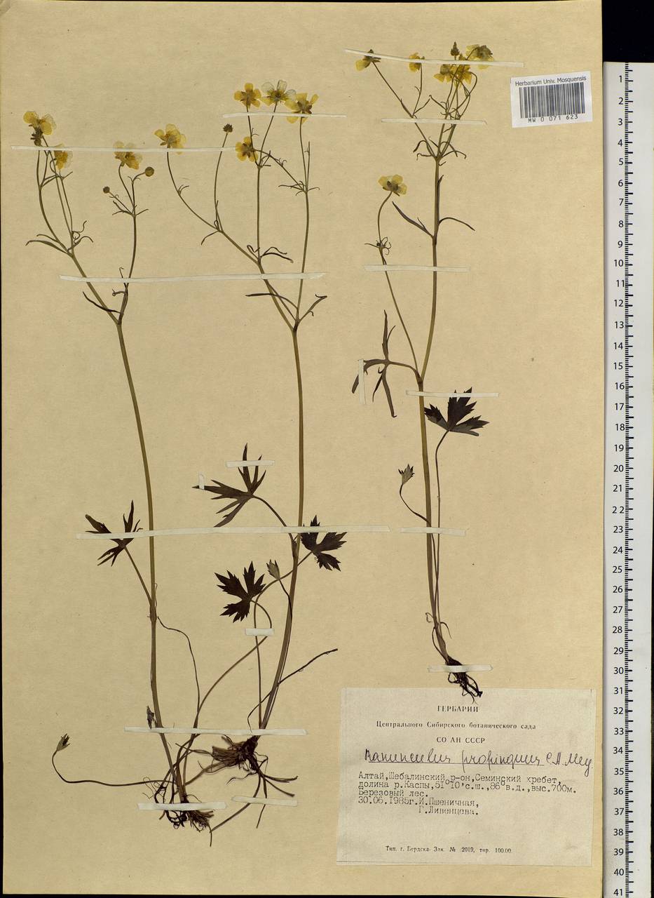 Ranunculus propinquus C.A.Mey., Siberia, Altai & Sayany Mountains (S2) (Russia)