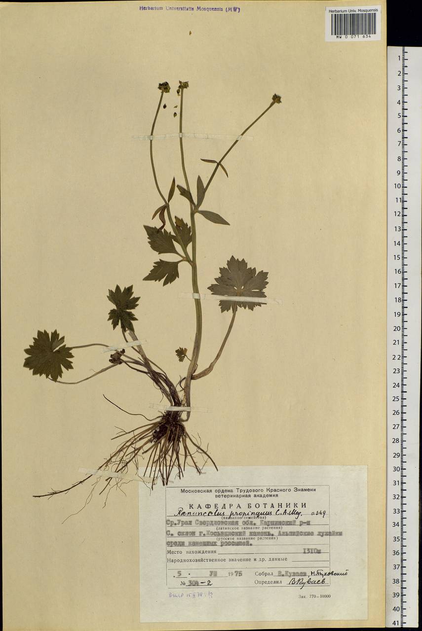 Ranunculus propinquus, Eastern Europe, Eastern region (E10) (Russia)