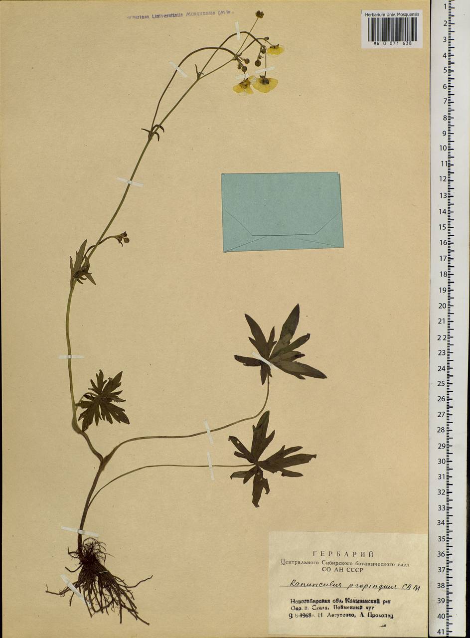 Ranunculus propinquus, Siberia, Western Siberia (S1) (Russia)