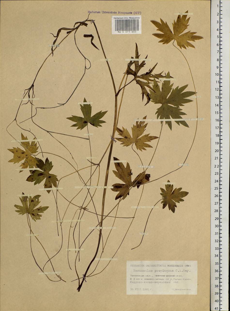 Ranunculus propinquus, Siberia, Western Siberia (S1) (Russia)