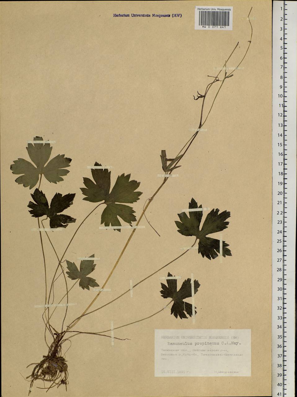 Ranunculus propinquus, Siberia, Western Siberia (S1) (Russia)