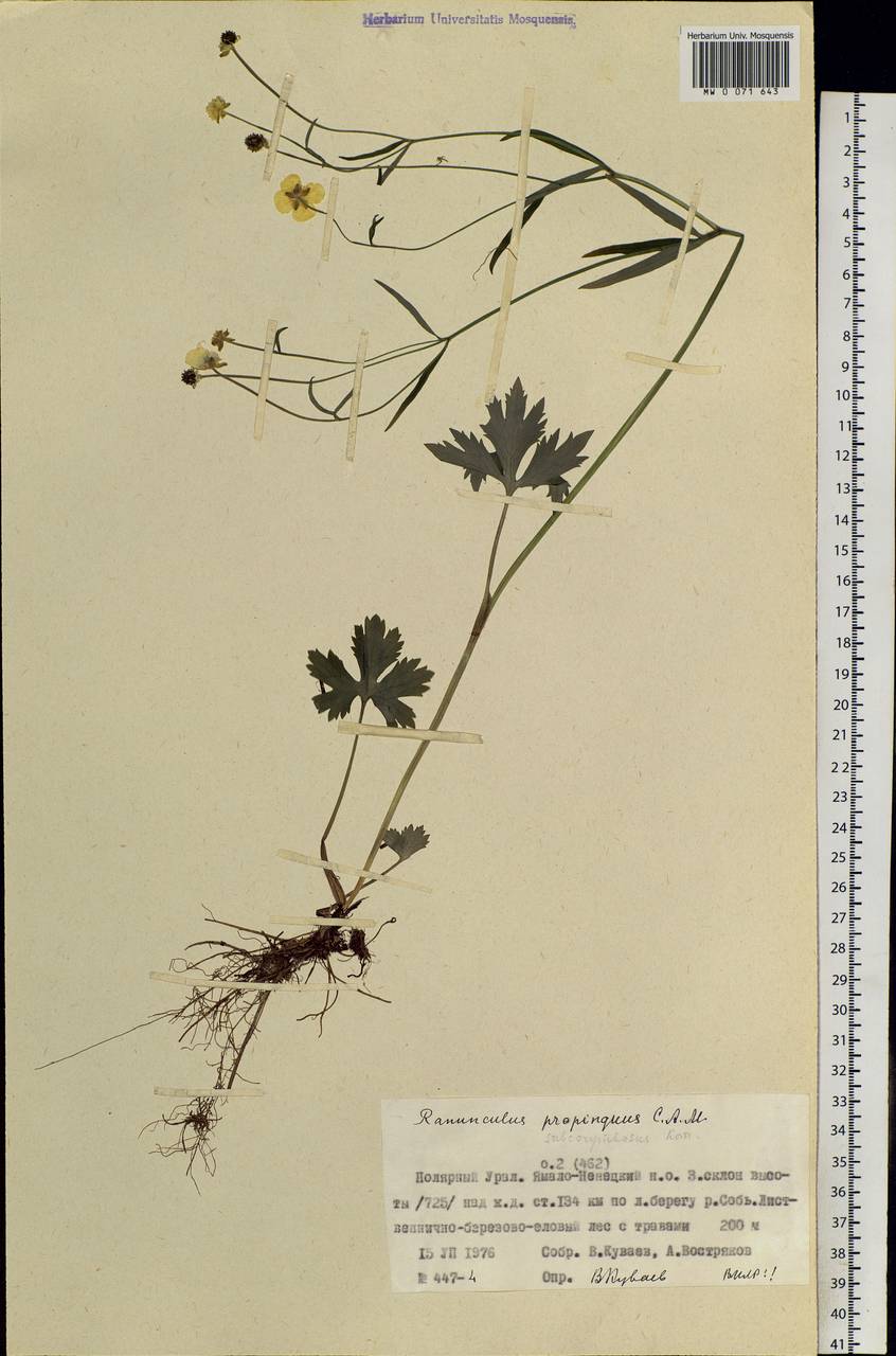 Ranunculus propinquus C.A.Mey., Siberia, Western Siberia (S1) (Russia)