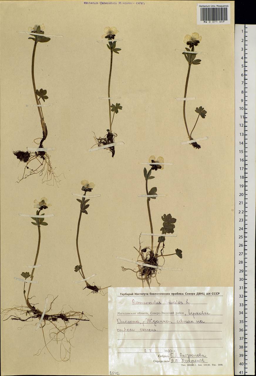 Ranunculus nivalis L., Siberia, Chukotka & Kamchatka (S7) (Russia)