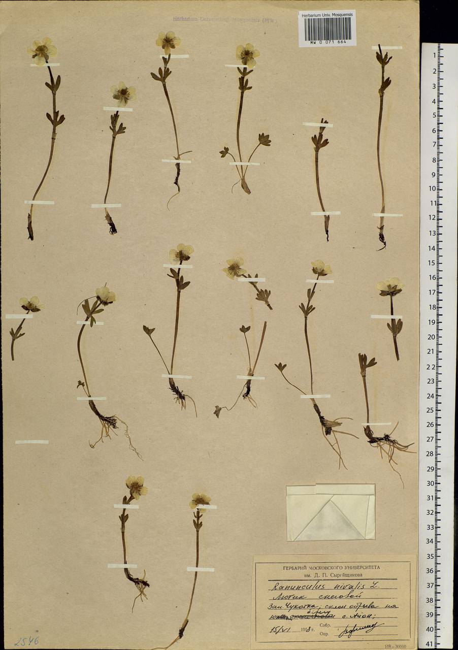 Ranunculus nivalis L., Siberia, Chukotka & Kamchatka (S7) (Russia)