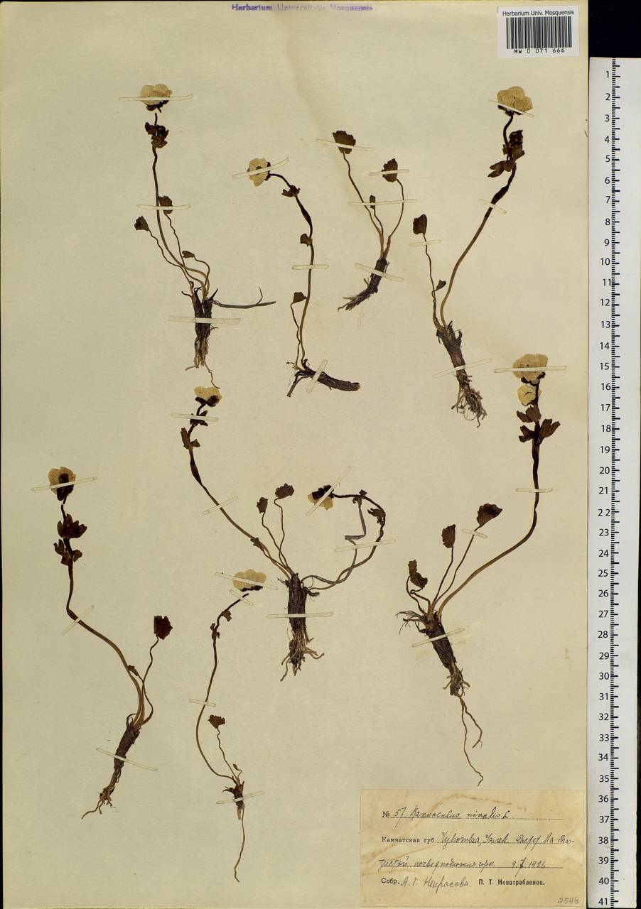 Ranunculus nivalis L., Siberia, Chukotka & Kamchatka (S7) (Russia)