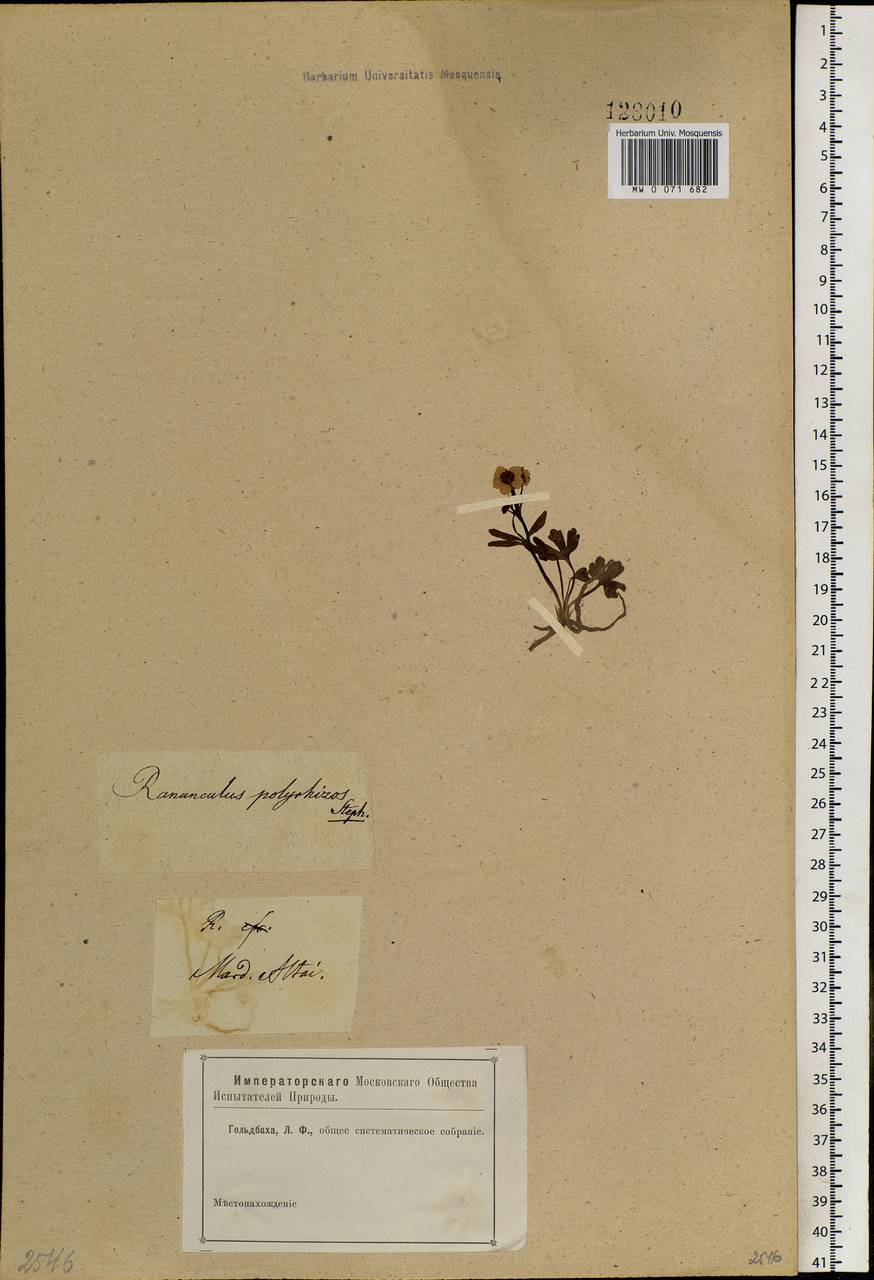 Ranunculus demissus DC., Siberia, Altai & Sayany Mountains (S2) (Russia)