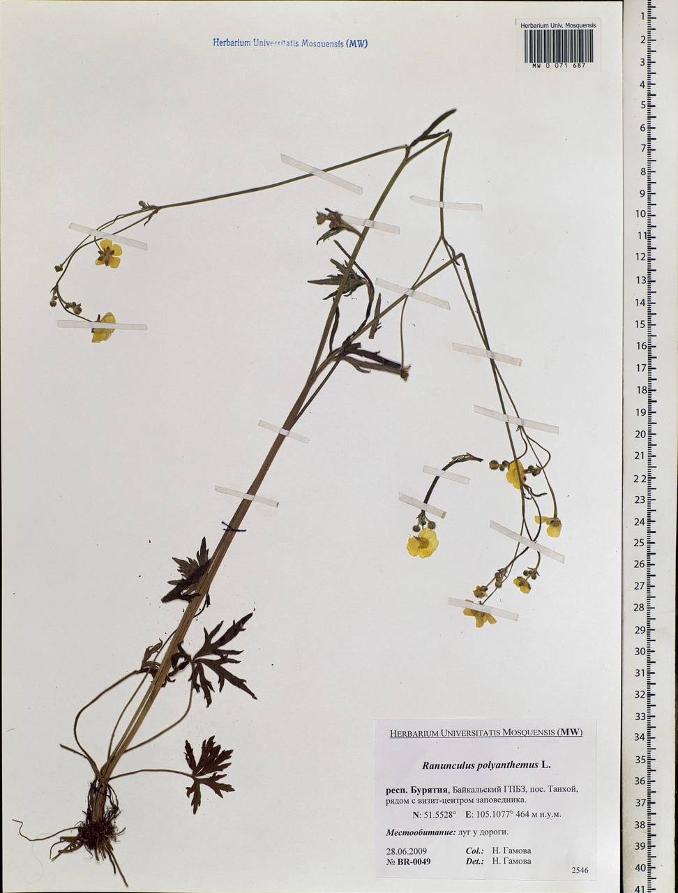 Ranunculus polyanthemos L., Siberia, Baikal & Transbaikal region (S4) (Russia)