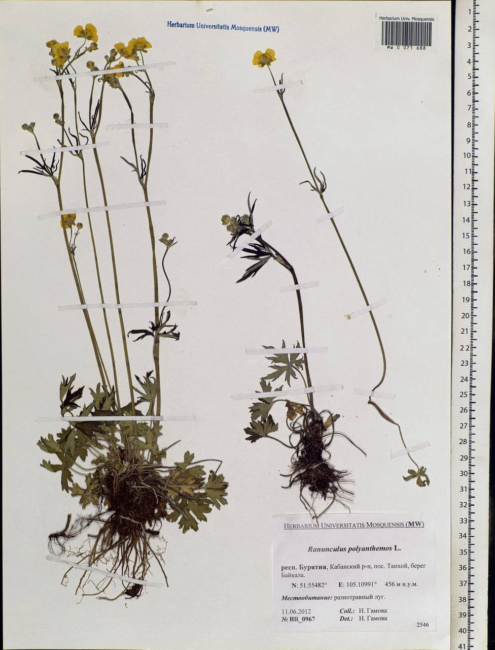 Ranunculus polyanthemos L., Siberia, Baikal & Transbaikal region (S4) (Russia)