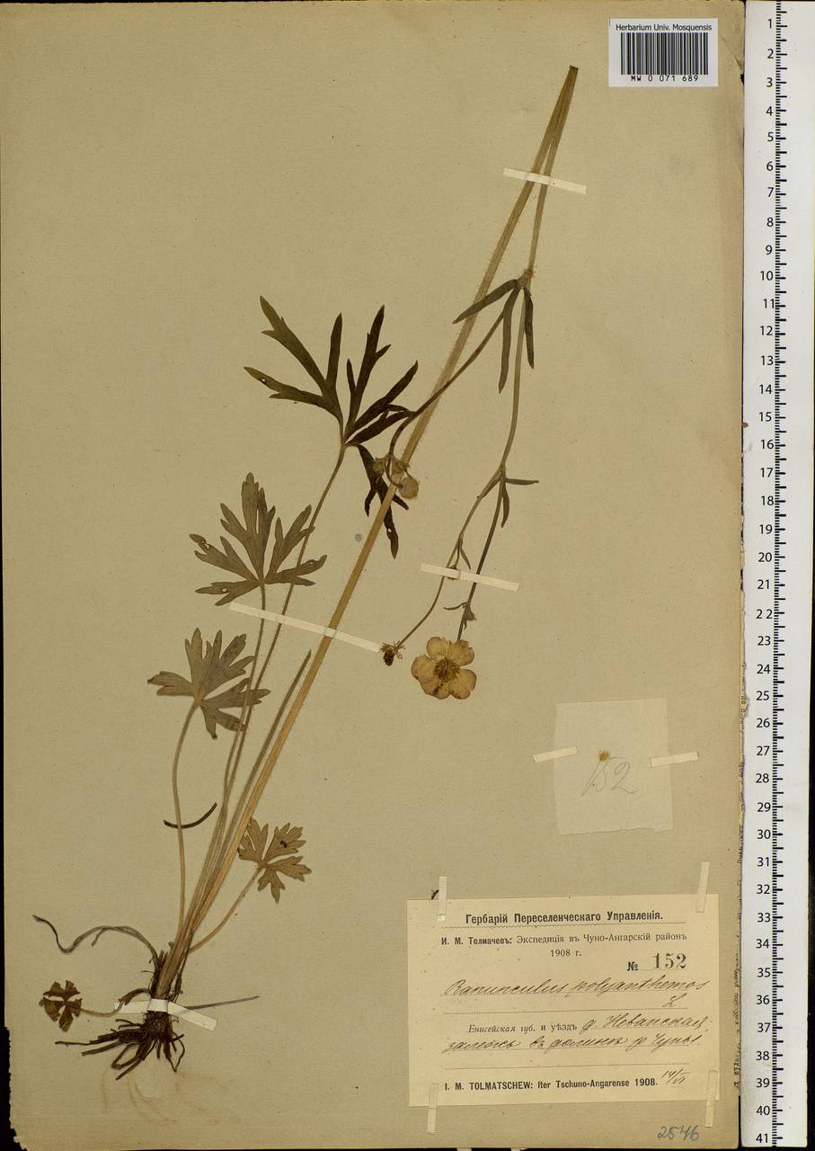 Ranunculus polyanthemos L., Siberia, Baikal & Transbaikal region (S4) (Russia)