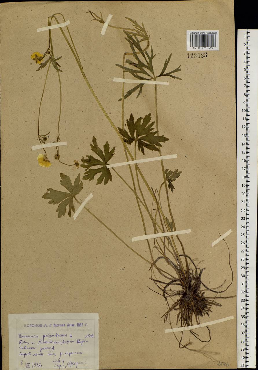 Ranunculus polyanthemos L., Siberia, Western (Kazakhstan) Altai Mountains (S2a) (Kazakhstan)