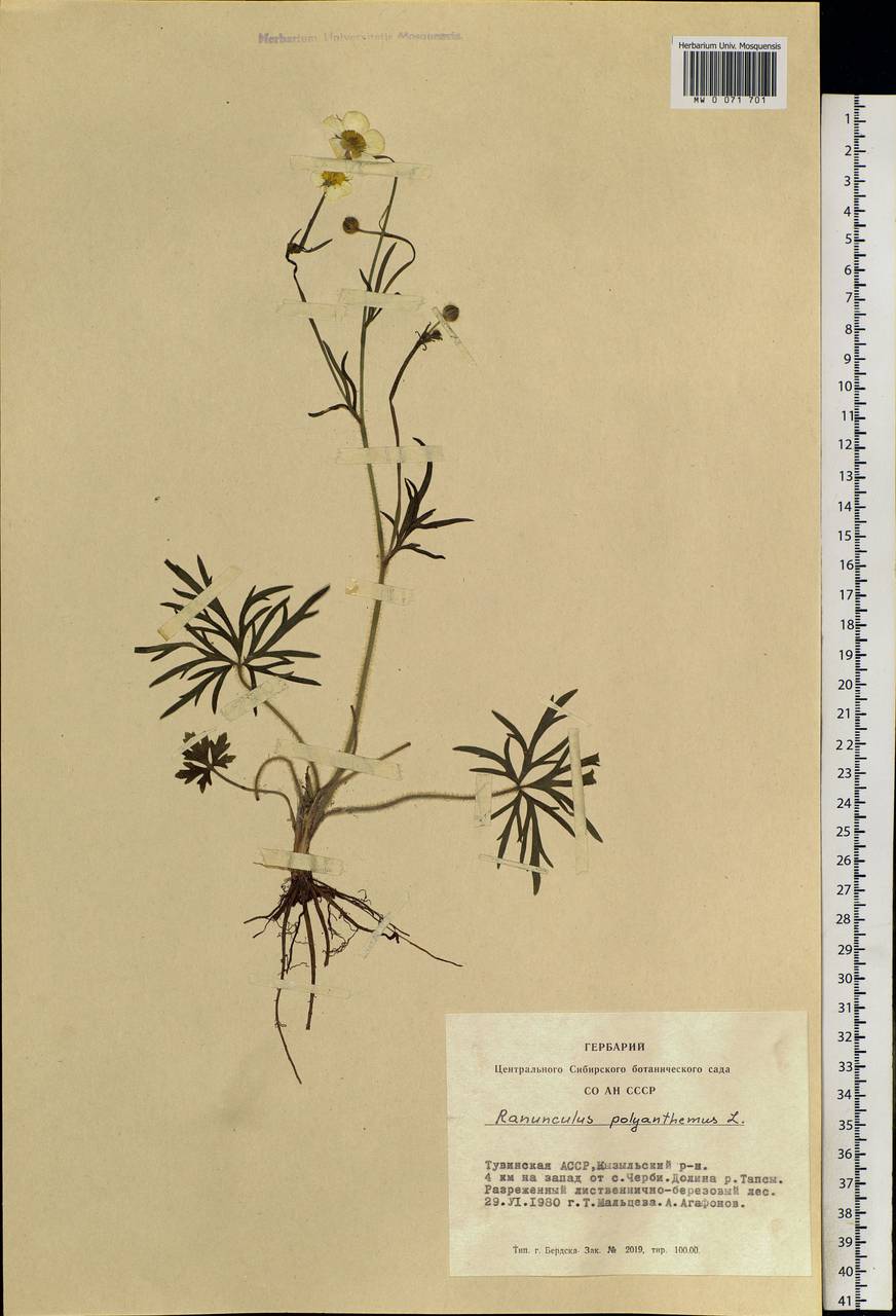Ranunculus polyanthemos L., Siberia, Altai & Sayany Mountains (S2) (Russia)