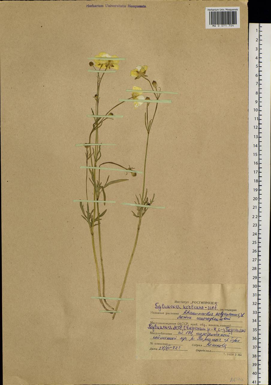 Ranunculus polyanthemos L., Siberia, Altai & Sayany Mountains (S2) (Russia)