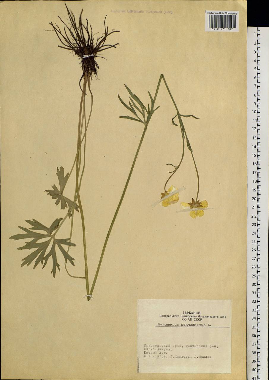 Ranunculus polyanthemos L., Siberia, Altai & Sayany Mountains (S2) (Russia)