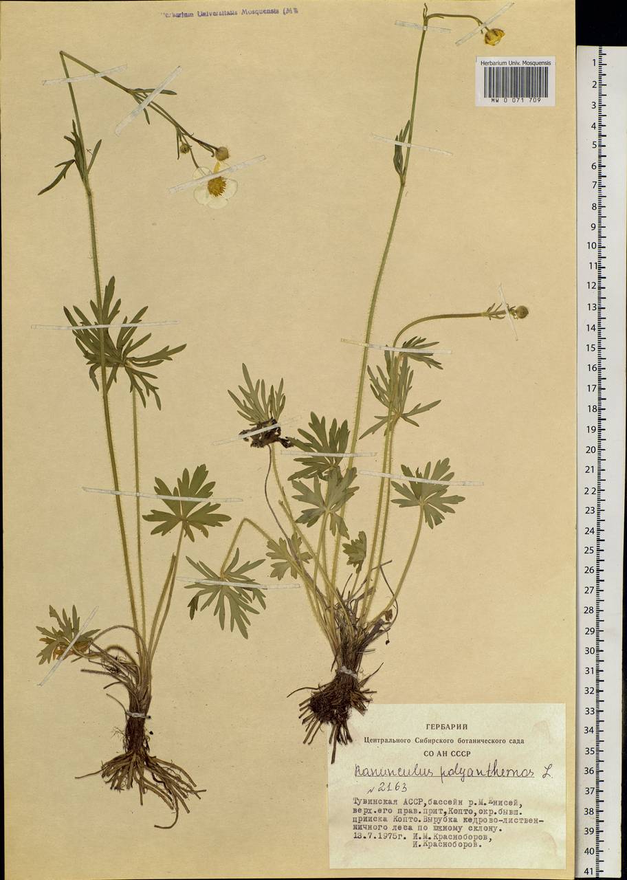 Ranunculus polyanthemos L., Siberia, Altai & Sayany Mountains (S2) (Russia)