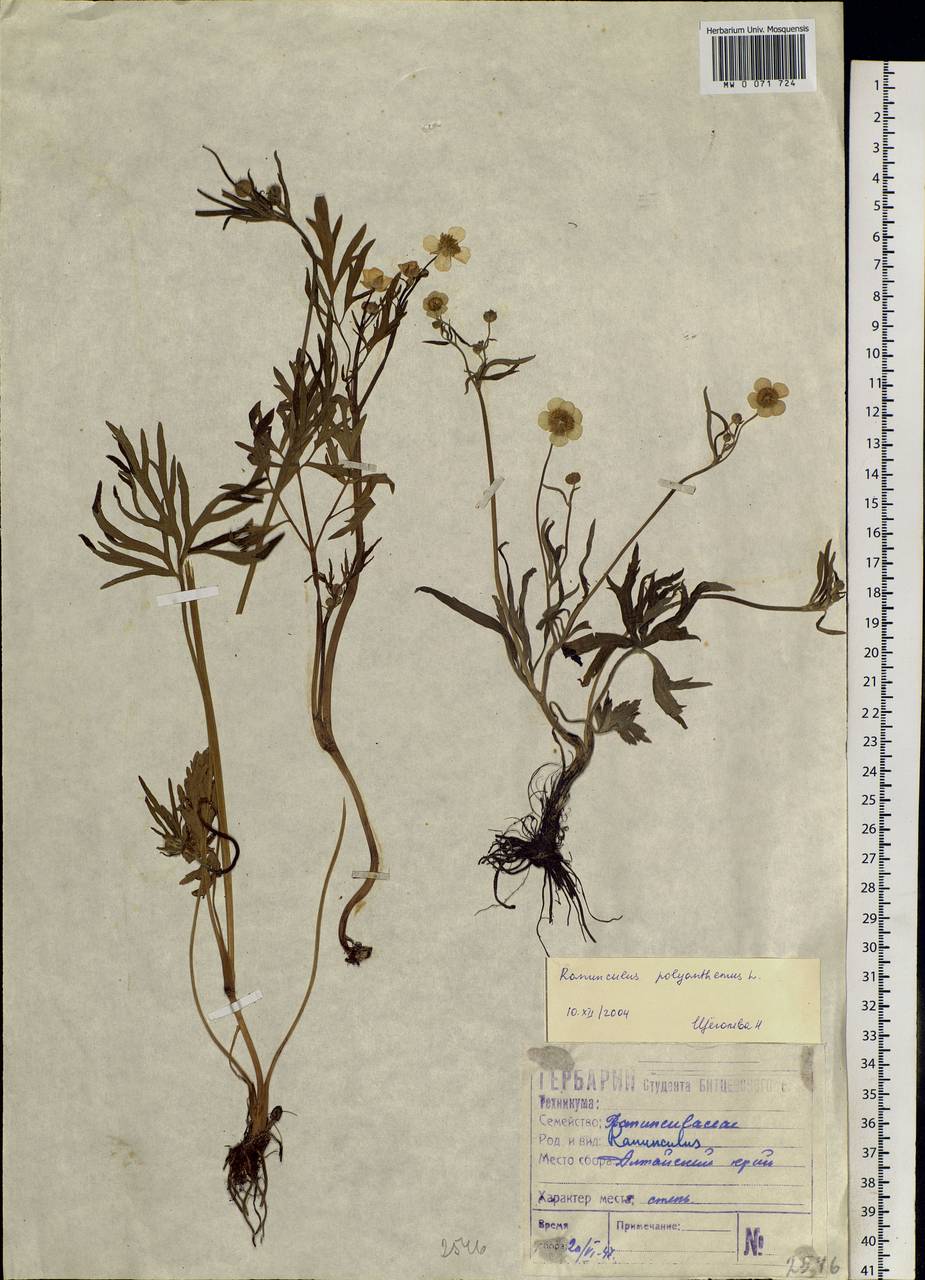 Ranunculus polyanthemos L., Siberia, Altai & Sayany Mountains (S2) (Russia)