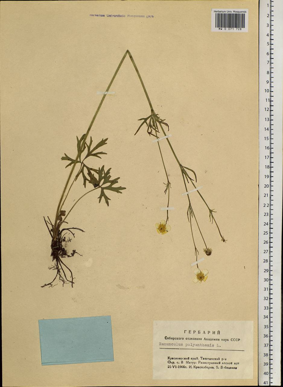 Ranunculus polyanthemos L., Siberia, Altai & Sayany Mountains (S2) (Russia)