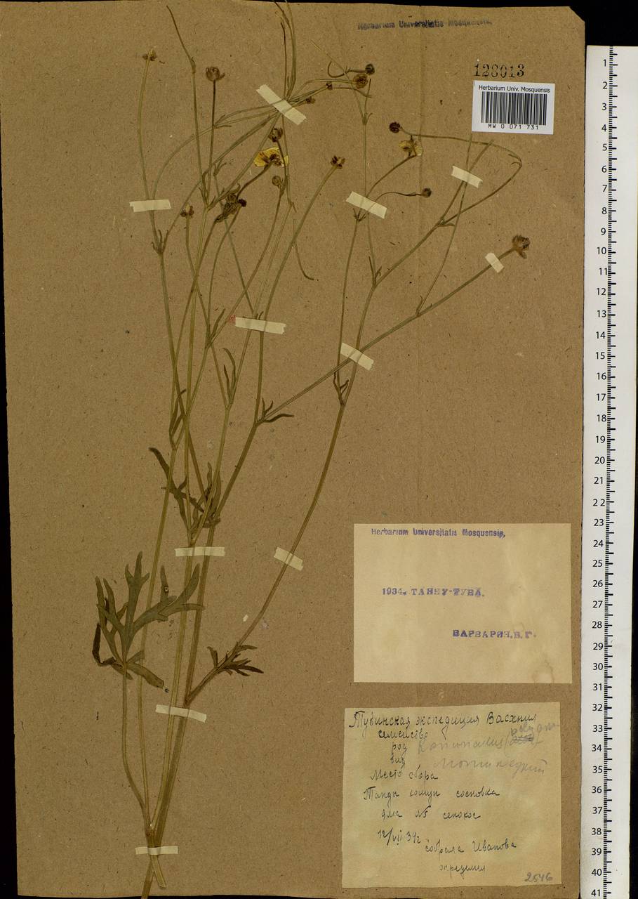 Ranunculus polyanthemos L., Siberia, Altai & Sayany Mountains (S2) (Russia)