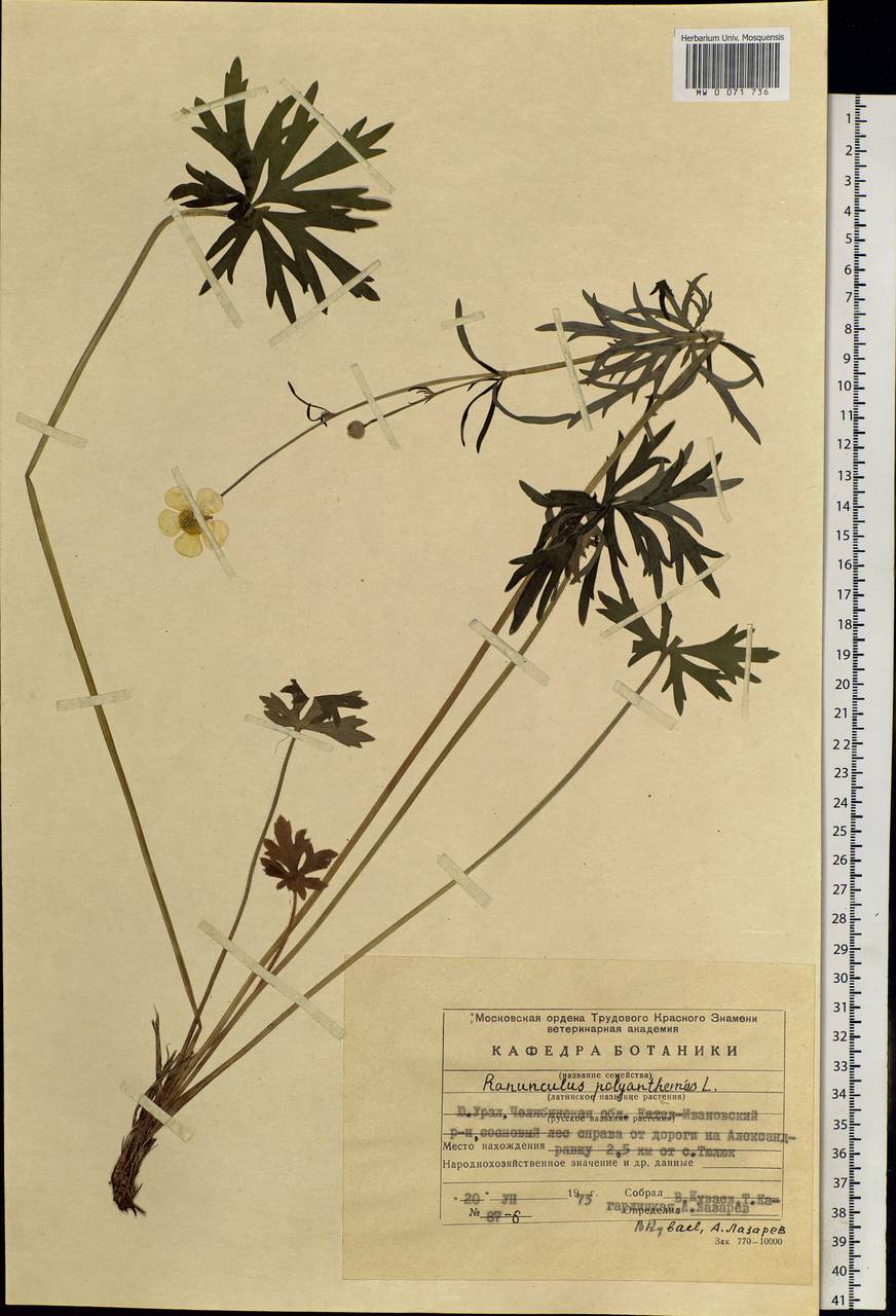 Ranunculus polyanthemos L., Eastern Europe, Eastern region (E10) (Russia)