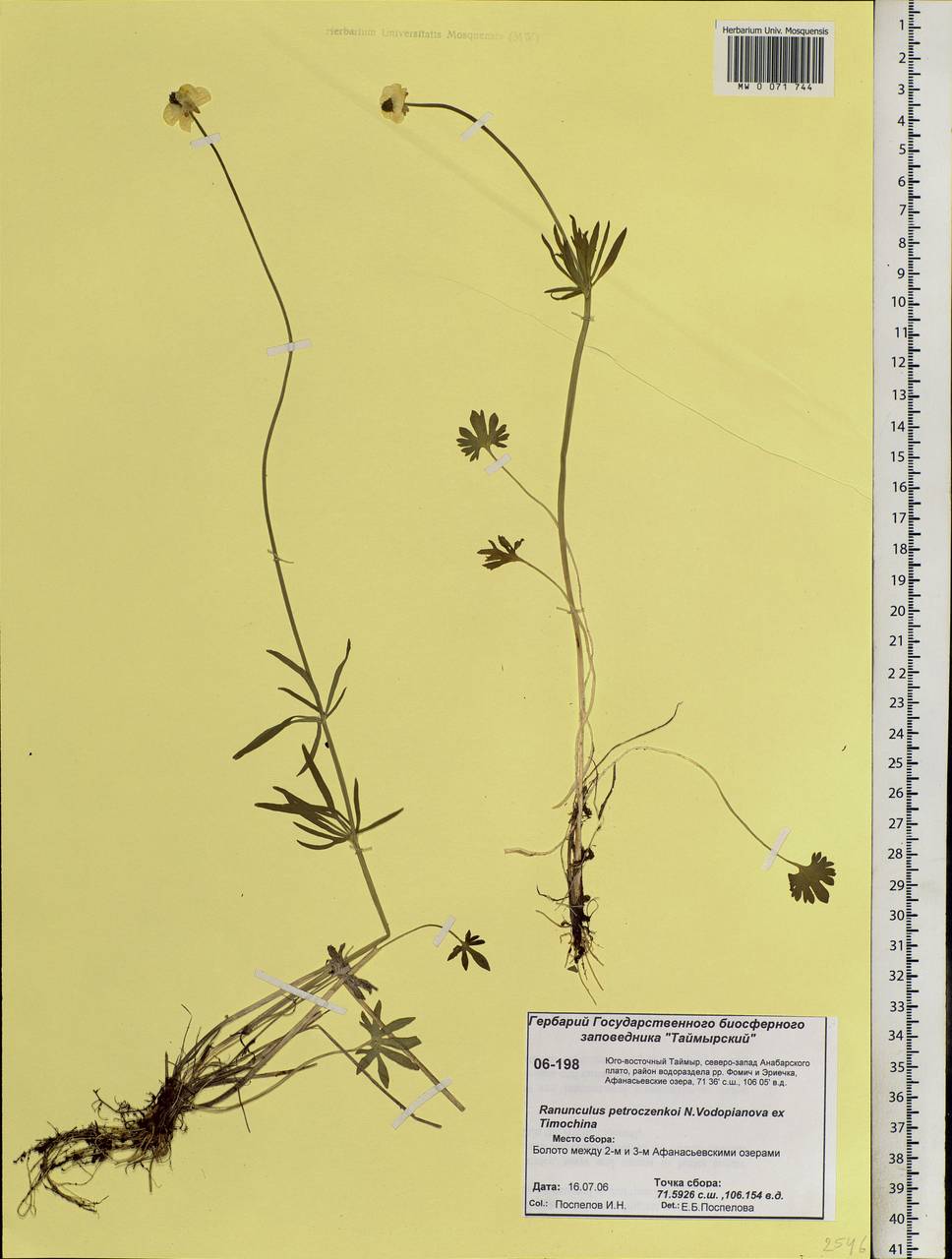 Ranunculus petroczenkoi Vodop. ex Timokhina, Siberia, Central Siberia (S3) (Russia)