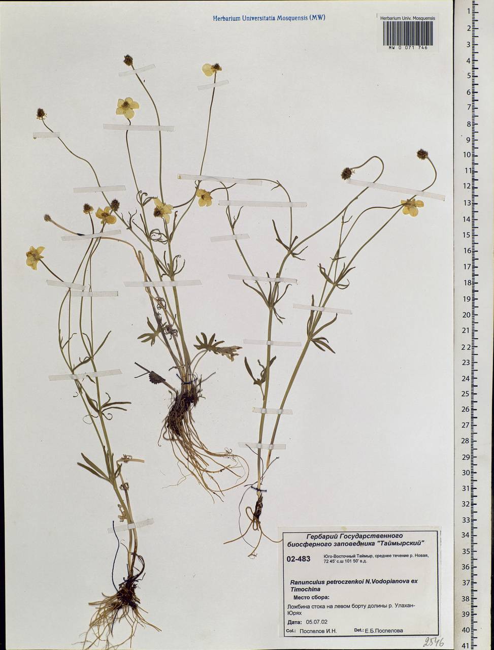 Ranunculus petroczenkoi Vodop. ex Timokhina, Siberia, Central Siberia (S3) (Russia)