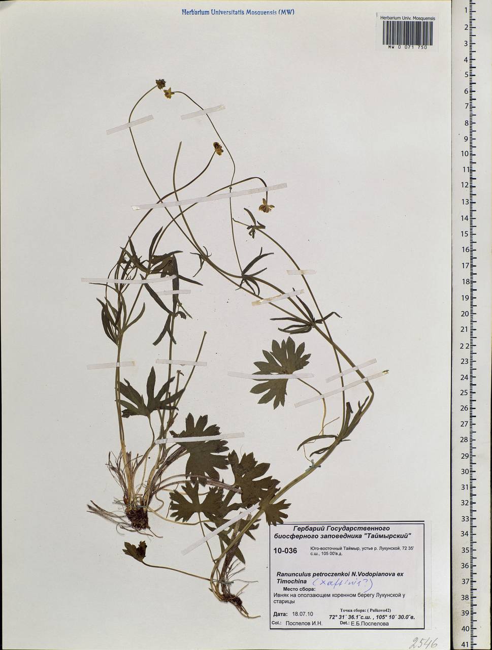 Ranunculus petroczenkoi Vodop. ex Timokhina, Siberia, Central Siberia (S3) (Russia)