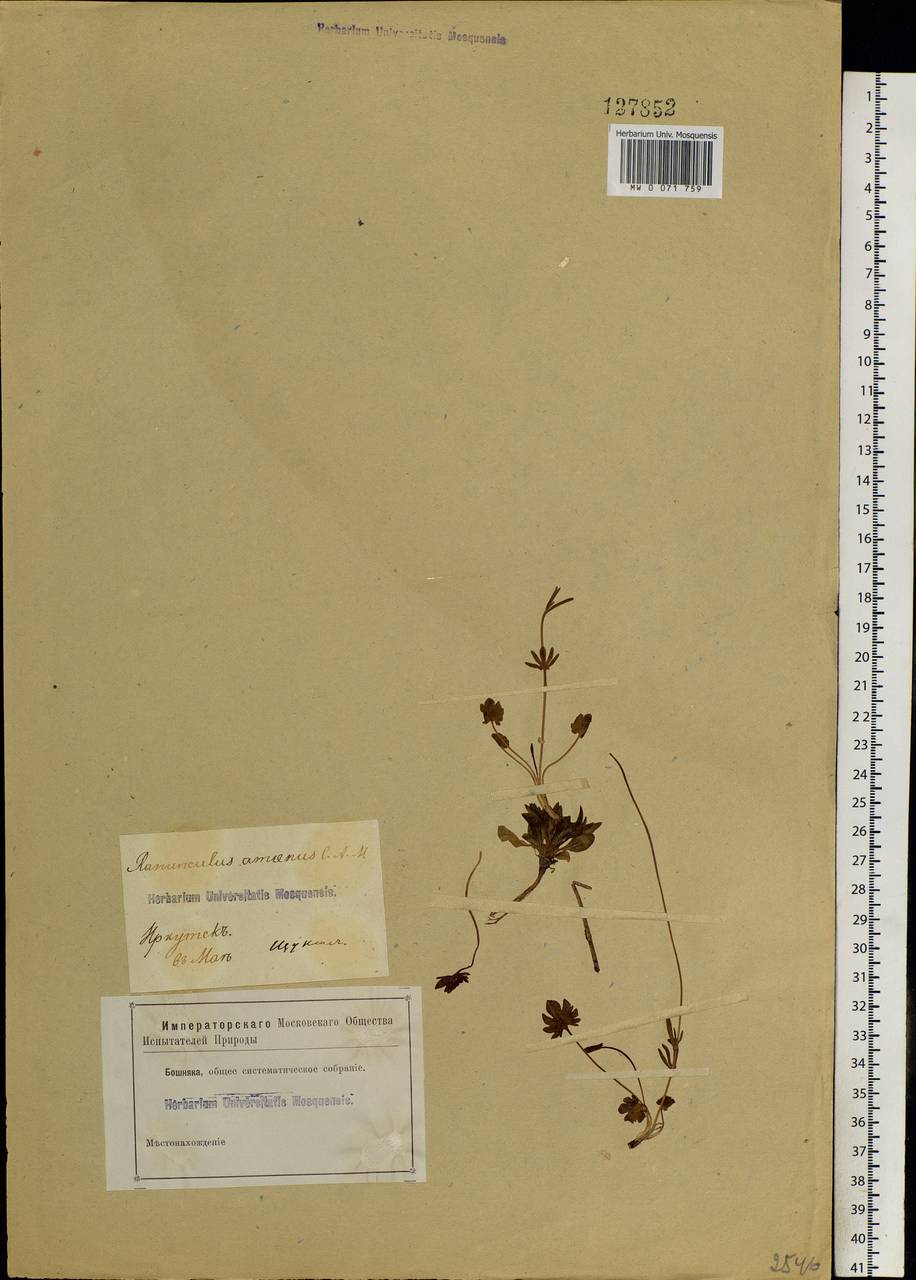 Ranunculus pedatifidus Sm., Siberia, Baikal & Transbaikal region (S4) (Russia)