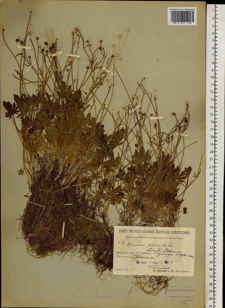 Ranunculus pedatifidus Sm., Siberia, Baikal & Transbaikal region (S4) (Russia)