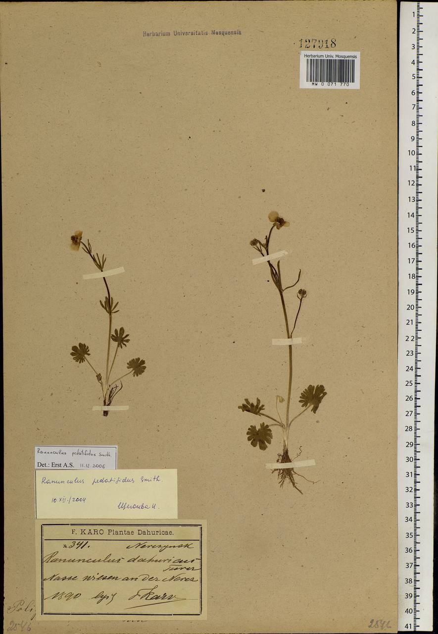 Ranunculus pedatifidus Sm., Siberia, Baikal & Transbaikal region (S4) (Russia)