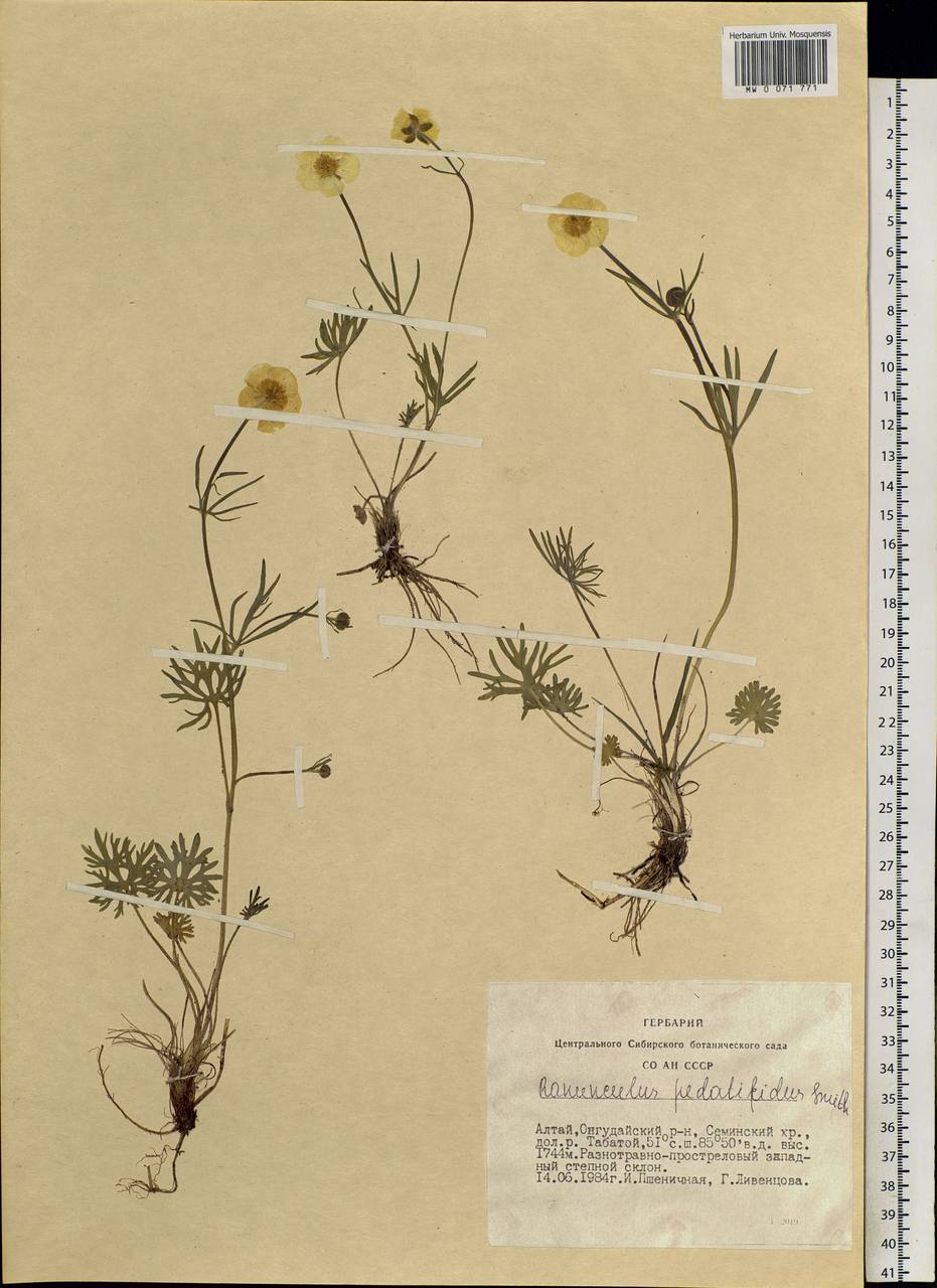 Ranunculus pedatifidus Sm., Siberia, Altai & Sayany Mountains (S2) (Russia)