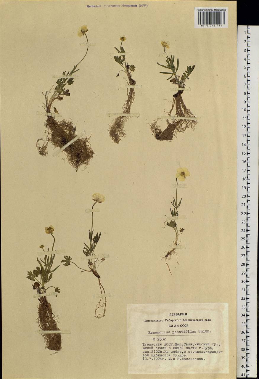 Ranunculus pedatifidus Sm., Siberia, Altai & Sayany Mountains (S2) (Russia)