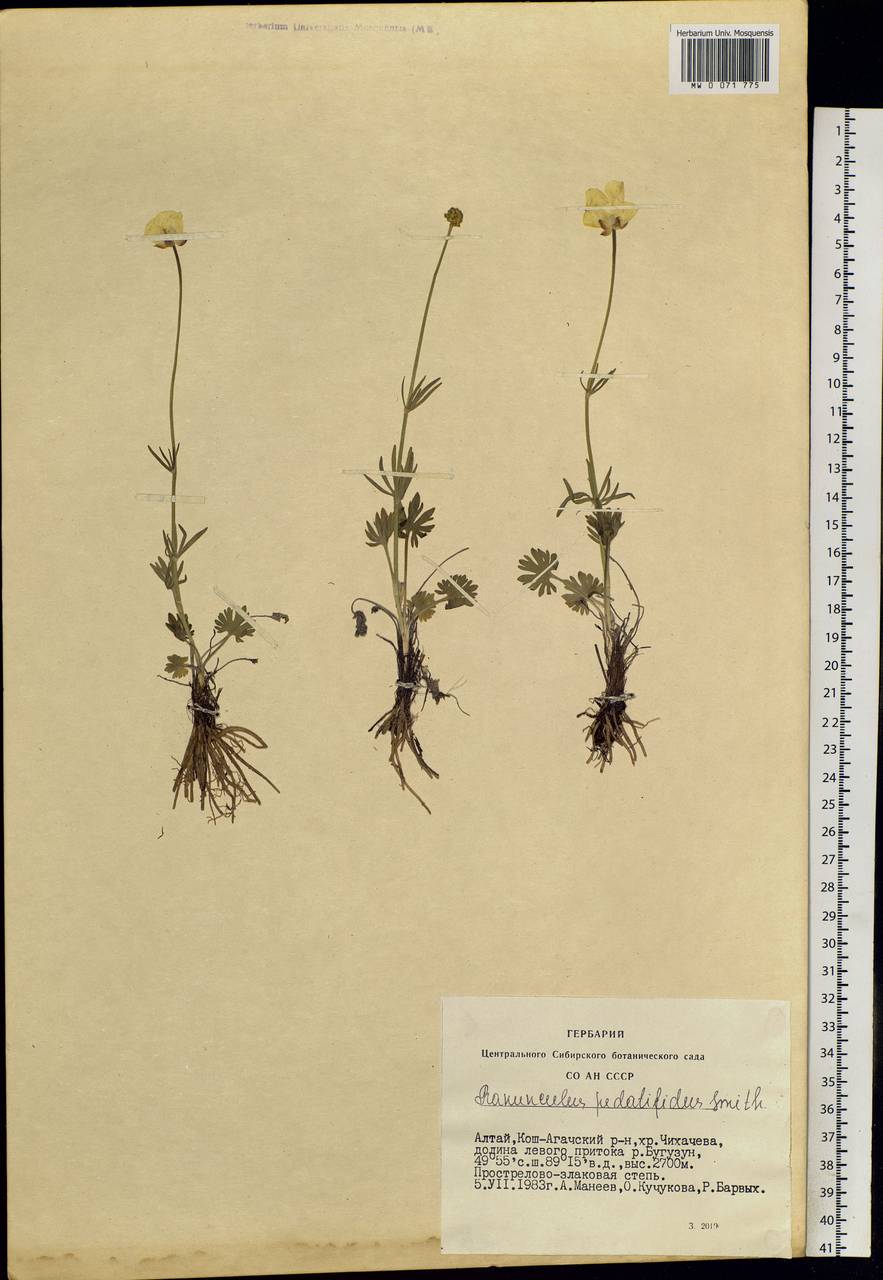 Ranunculus pedatifidus Sm., Siberia, Altai & Sayany Mountains (S2) (Russia)