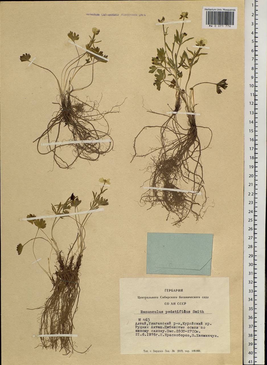 Ranunculus pedatifidus Sm., Siberia, Altai & Sayany Mountains (S2) (Russia)