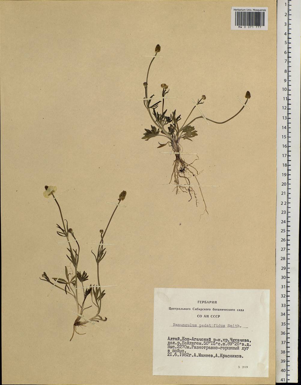 Ranunculus pedatifidus Sm., Siberia, Altai & Sayany Mountains (S2) (Russia)