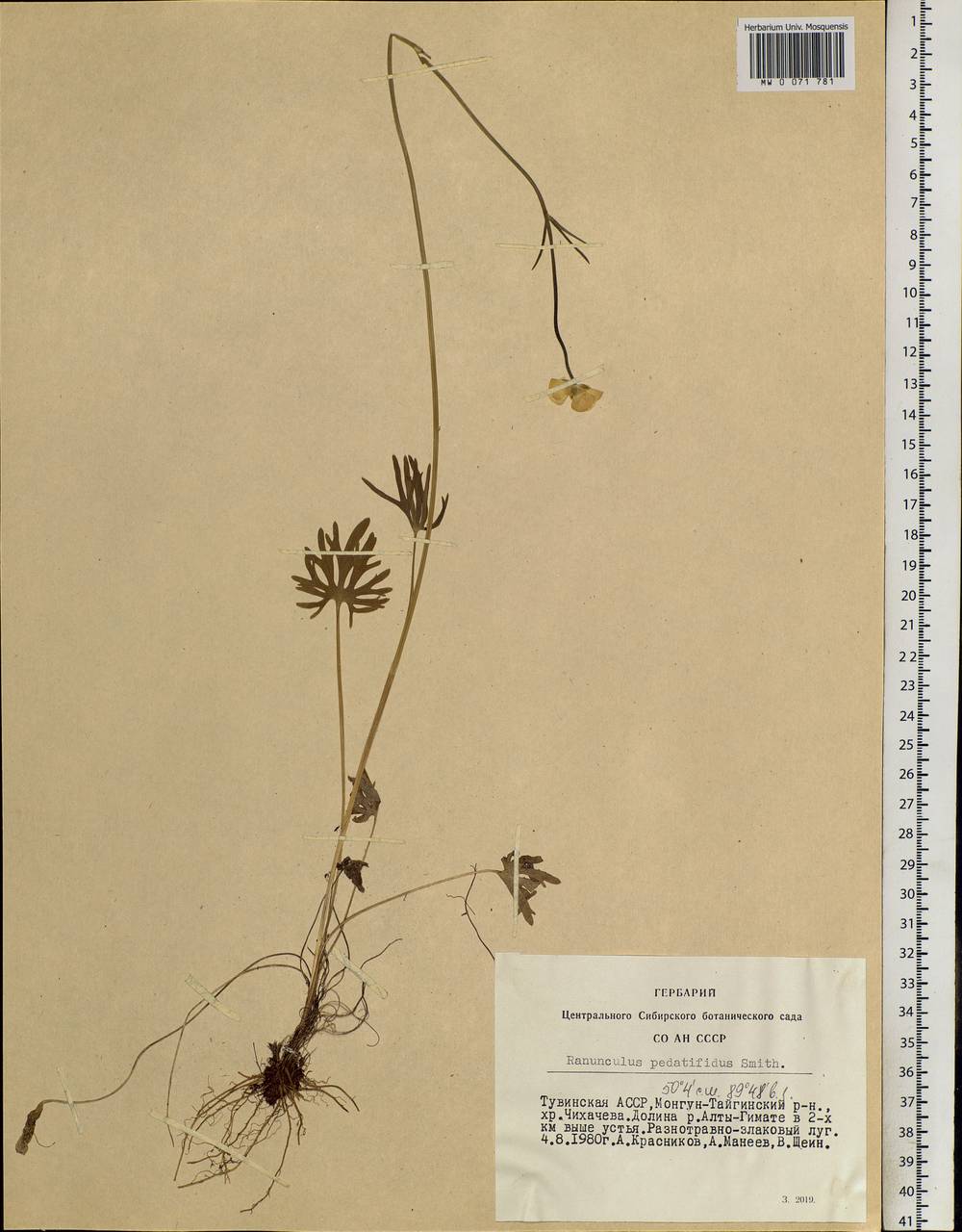 Ranunculus pedatifidus Sm., Siberia, Altai & Sayany Mountains (S2) (Russia)