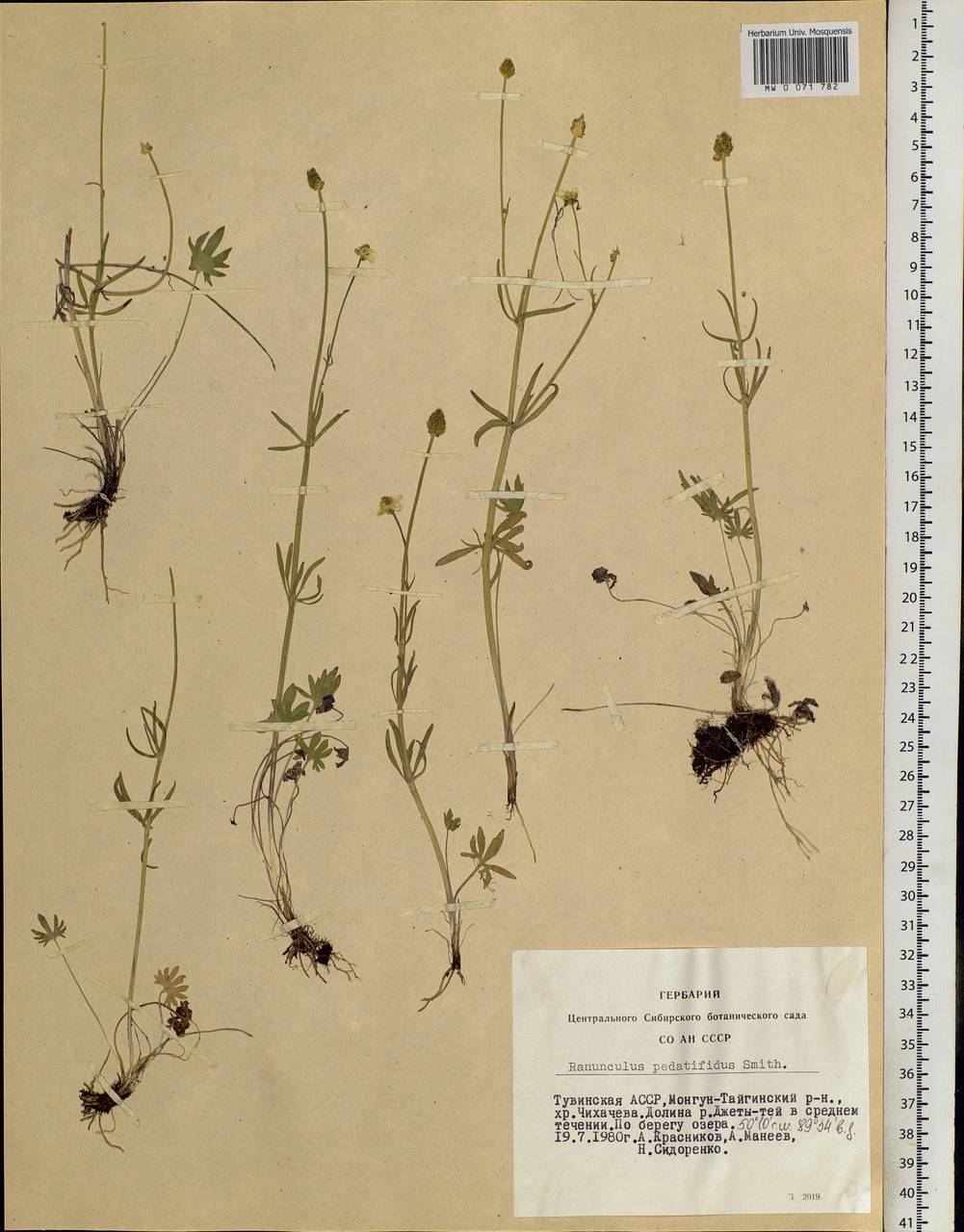 Ranunculus pedatifidus Sm., Siberia, Altai & Sayany Mountains (S2) (Russia)