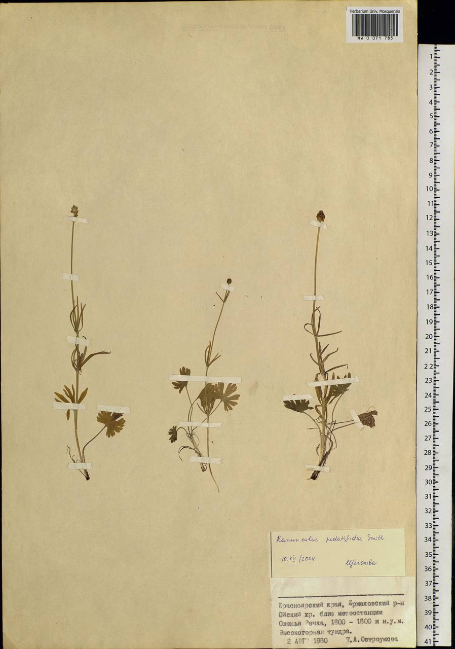 Ranunculus pedatifidus Sm., Siberia, Altai & Sayany Mountains (S2) (Russia)