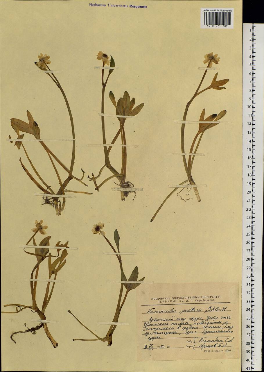 Coptidium pallasii (Schltdl.) A. & D. Löve, Siberia, Chukotka & Kamchatka (S7) (Russia)