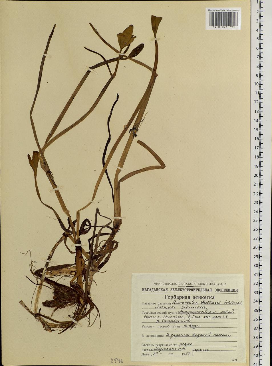 Coptidium pallasii (Schltdl.) A. & D. Löve, Siberia, Chukotka & Kamchatka (S7) (Russia)