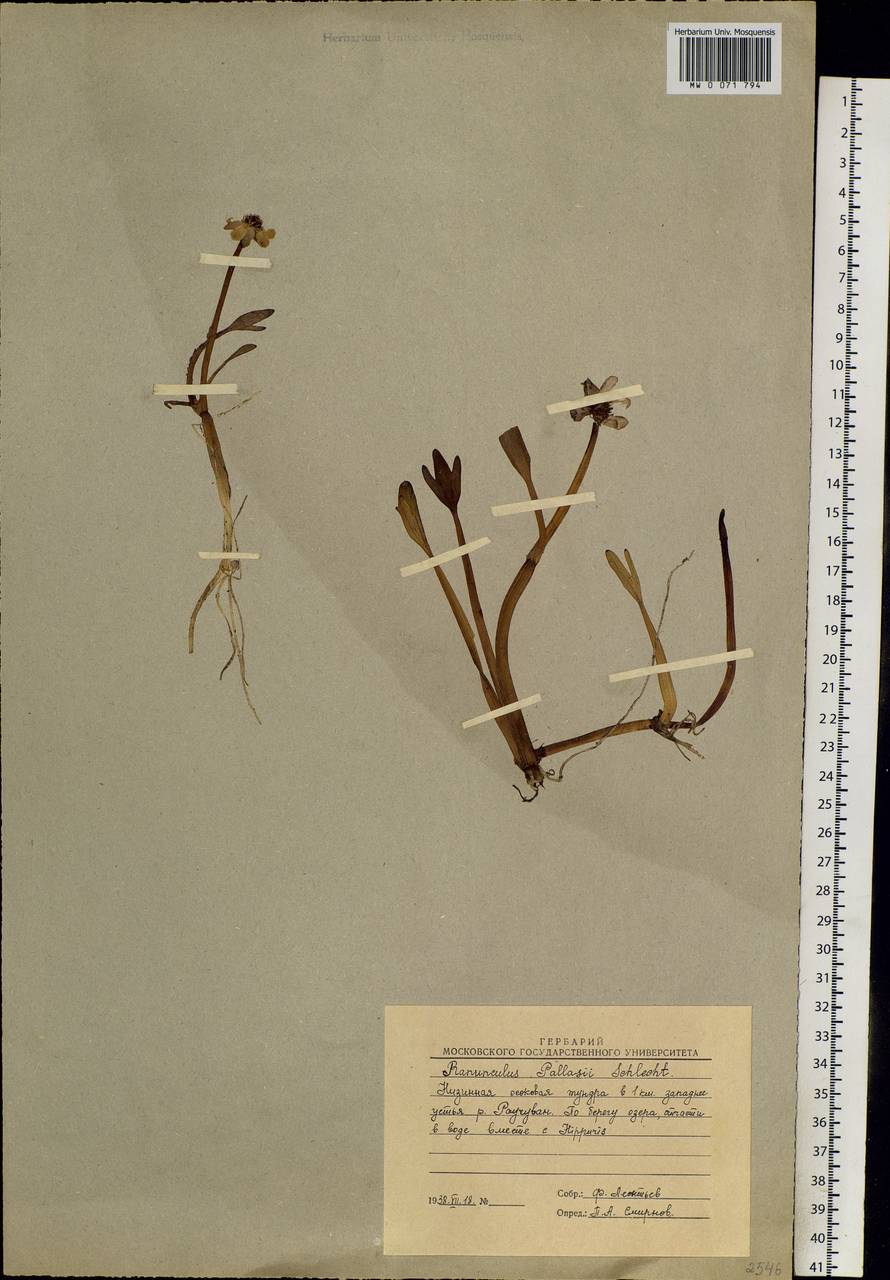 Coptidium pallasii (Schltdl.) A. & D. Löve, Siberia, Chukotka & Kamchatka (S7) (Russia)