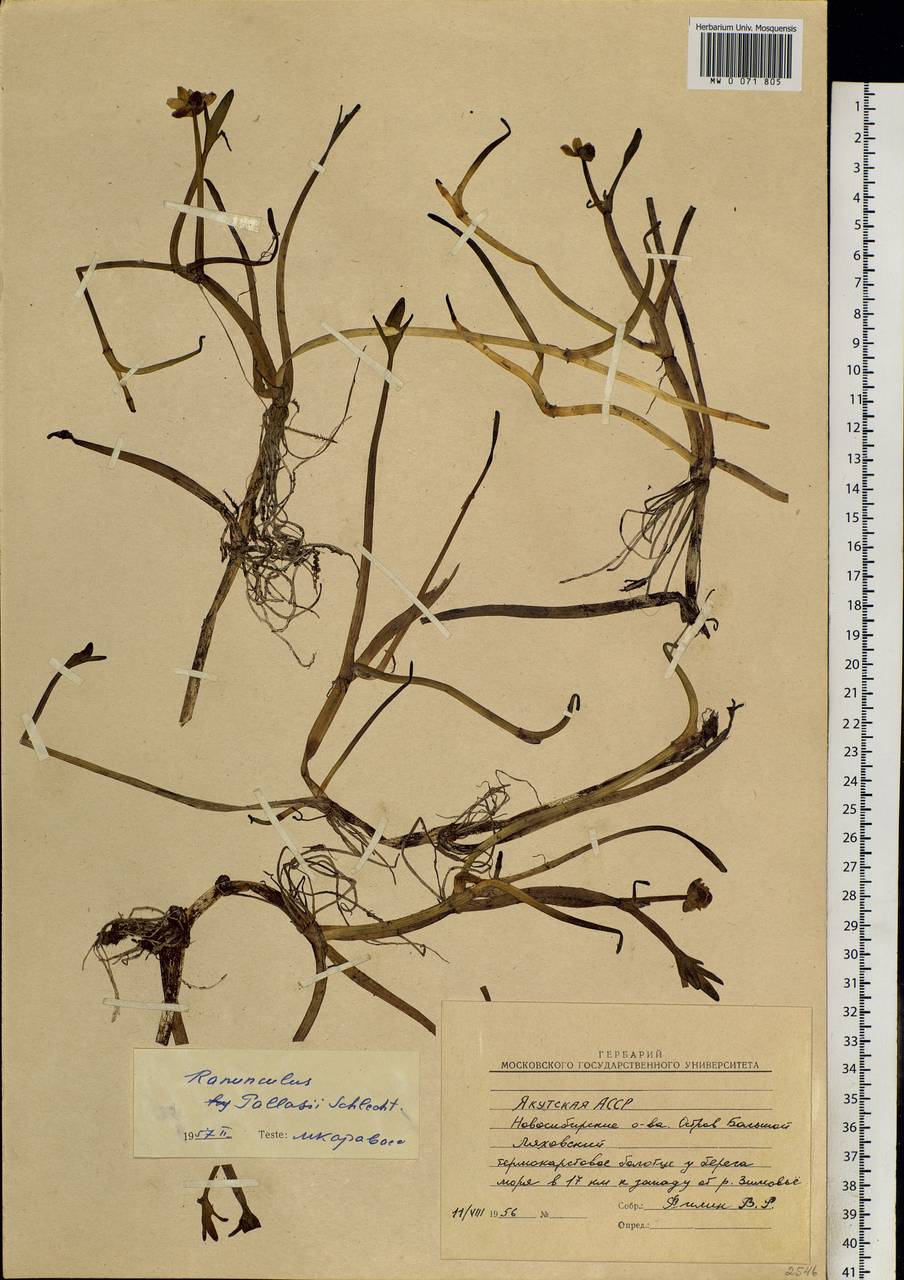 Coptidium pallasii (Schltdl.) A. & D. Löve, Siberia, Yakutia (S5) (Russia)