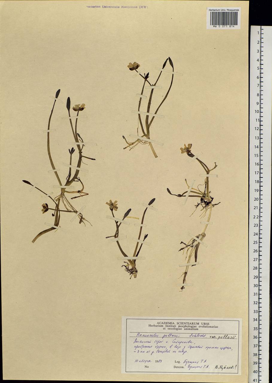 Coptidium pallasii (Schltdl.) A. & D. Löve, Siberia, Central Siberia (S3) (Russia)