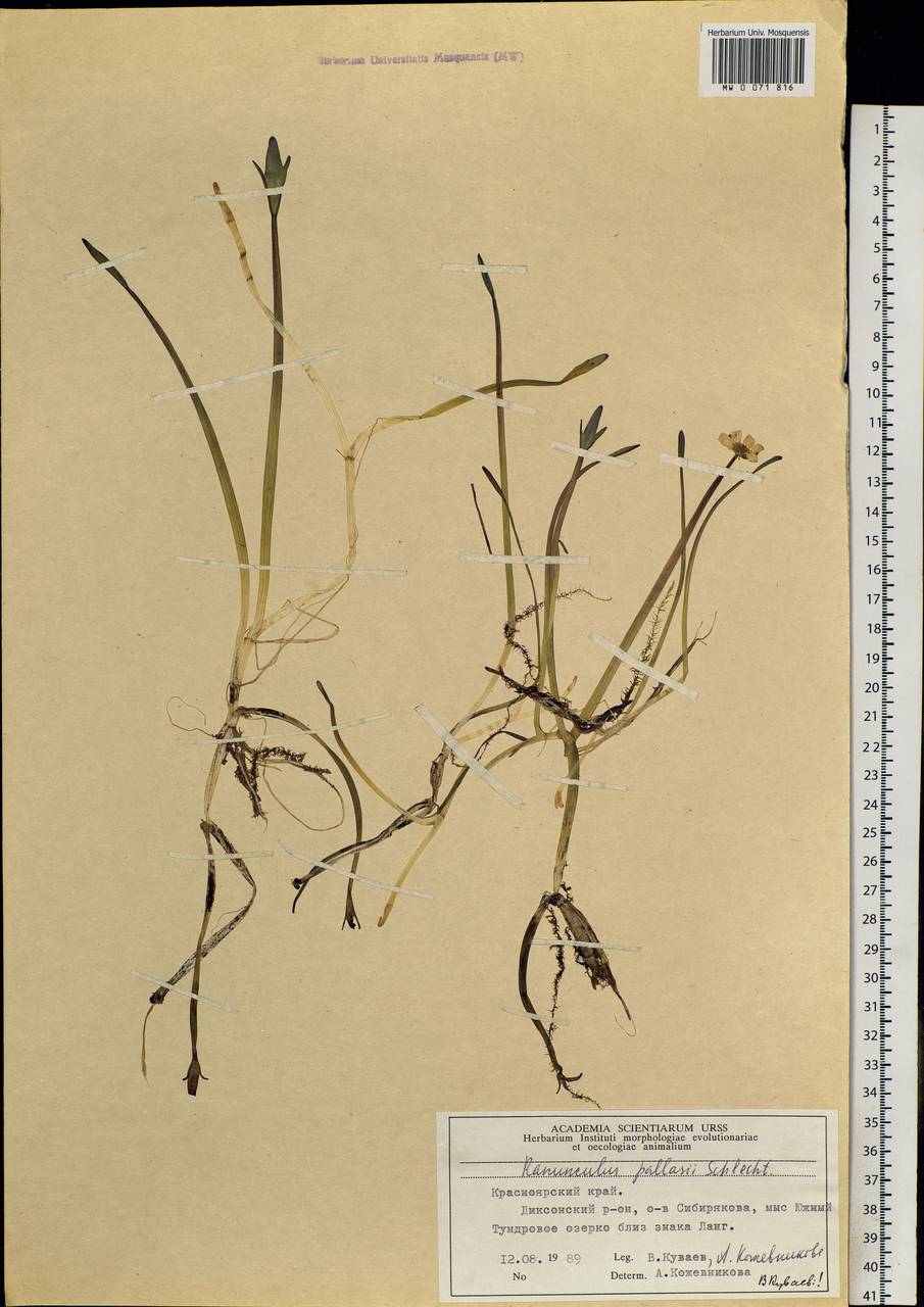 Coptidium pallasii (Schltdl.) A. & D. Löve, Siberia, Central Siberia (S3) (Russia)